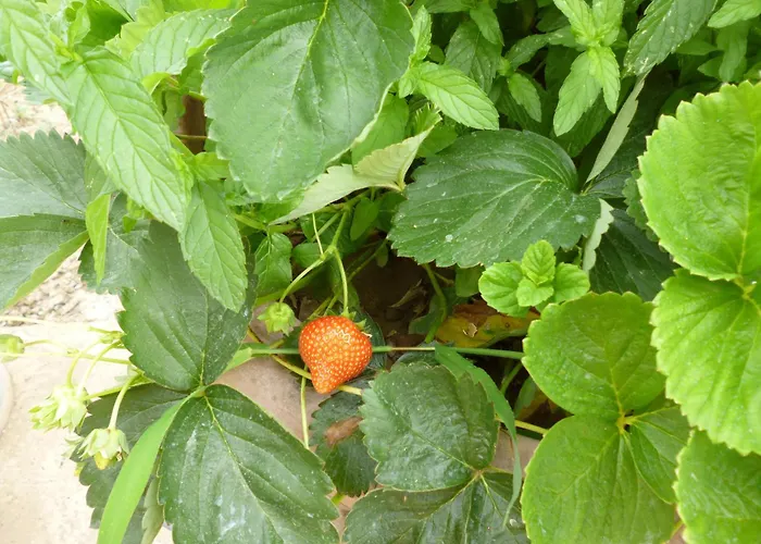 Elicrim